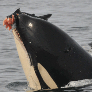 Orca Action Month