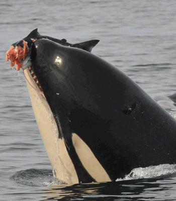 Orca Action Month